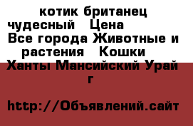 котик британец чудесный › Цена ­ 12 000 - Все города Животные и растения » Кошки   . Ханты-Мансийский,Урай г.